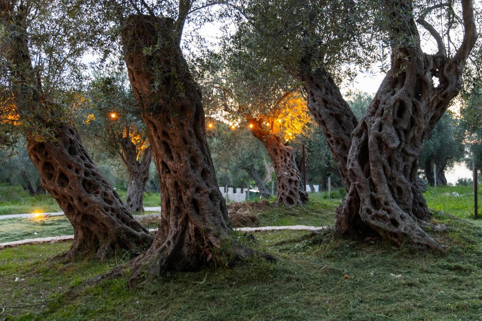 מלון אולסינץ' Mashtra - The Olive House מראה חיצוני תמונה