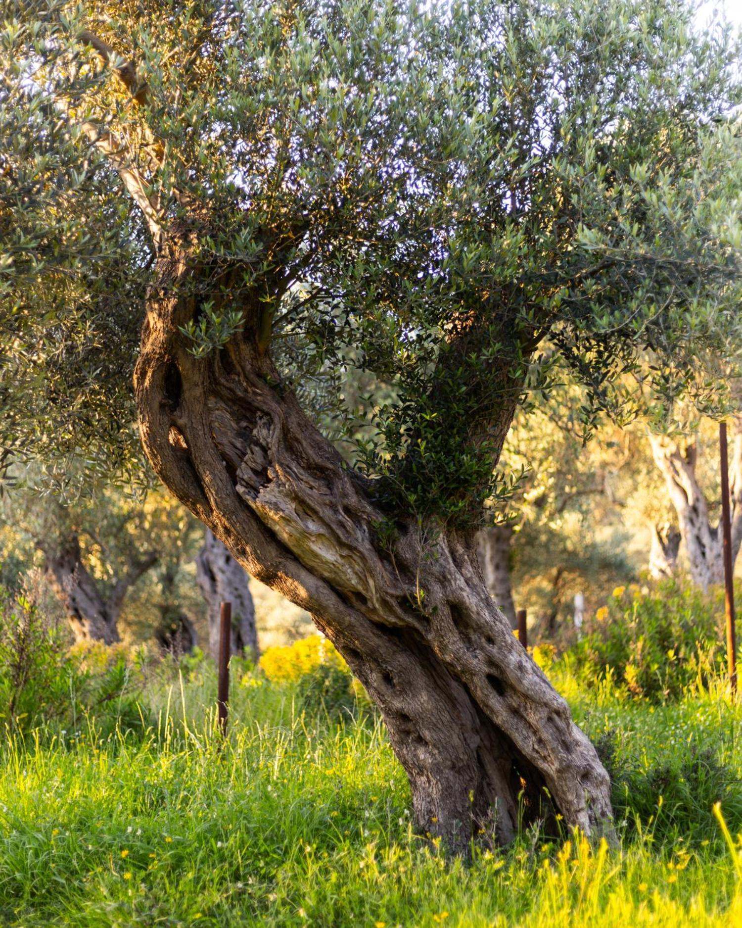 מלון אולסינץ' Mashtra - The Olive House מראה חיצוני תמונה